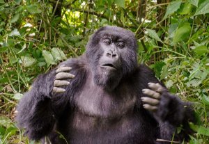 Makokou&nbsp;: Un gorille décide d’assiéger la plantation d’une gabonaise 
